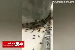 تصاویری از هجوم جیرجیرک‌های سیاه به مکه + فیلم