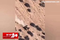 تلاش تمام قد بز کوهی برای زنده ماندن از دست پلنگ تیزچنگال! + فیلم