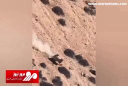 تلاش تمام قد بز کوهی برای زنده ماندن از دست پلنگ تیزچنگال! + فیلم