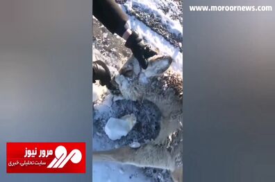 یخ زدن کامل دهان، چشم‌ها و گوش‌های یک گوزن در قزاقستان + فیلم