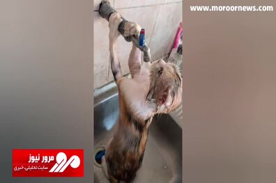 فیلمی جالب از آب‌تنی یک گربه در گرمای سوزان خوزستان + فیلم