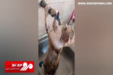 فیلمی جالب از آب‌تنی یک گربه در گرمای سوزان خوزستان + فیلم