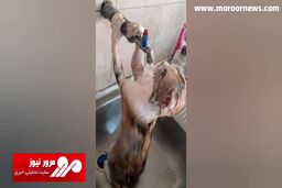 فیلمی جالب از آب‌تنی یک گربه در گرمای سوزان خوزستان + فیلم