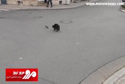وحشت عجیب یک گربه از موش + فیلم