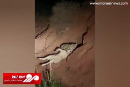 لحظه شکار سگ توسط پلنگ در فیروزکوه + فیلم