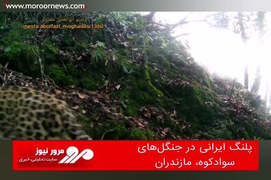 پلنگ ایرانی در جنگل‌های سوادکوه، مازندران