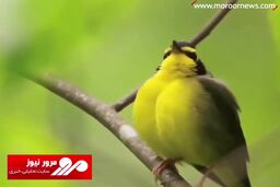 دعای تحویل سال با صدای استاد شجریان