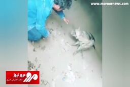 نگهداری غیرقانونی کفتار راه‌راه در باشگاه سوارکاری! + فیلم