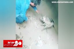 نگهداری غیرقانونی کفتار راه‌راه در باشگاه سوارکاری! + فیلم