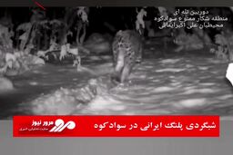شبگردی پلنگ ایرانی در سوادکوه