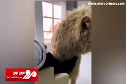 سلطان جنگل حیوان خانگی یک مرد عرب شد! + فیلم