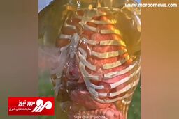 شبیه‌سازی برخورد یک گلوله تفنگ کالیبر ۵۰ به سینه انسان + فیلم