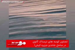 تصاویر کوسه های ترسناک گاوی در ساحل شاندیز جزیره کیش!