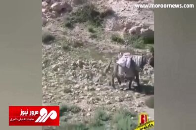سقوط وحشتناک یک الاغ از سینه‌کش کوه! + فیلم