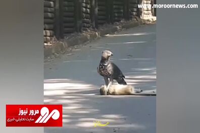 لحظه باورنکردنی شکار یک میمون توسط عقاب تاجدار + فیلم