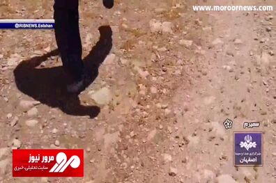 حمله ملخ‌های مراکشی به مزارع روستاهای سمیرم! + فیلم
