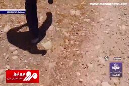 حمله ملخ‌های مراکشی به مزارع روستاهای سمیرم! + فیلم