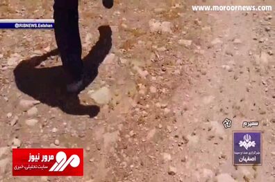 حمله ملخ‌های مراکشی به مزارع روستاهای سمیرم! + فیلم