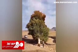 قطع کردن چنار ۲۰۰ ساله در طبیعت لرستان + فیلم