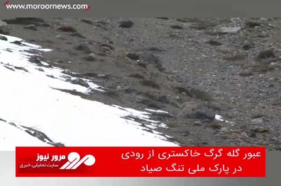 عبور گله گرگ خاکستری از رودی در پارک ملی تنگ صیاد