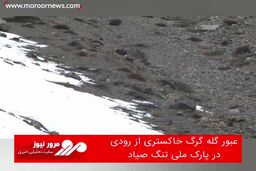 عبور گله گرگ خاکستری از رودی در پارک ملی تنگ صیاد
