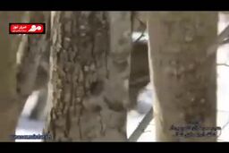 رخ‌نمایی پلنگ مازندران در منطقه‌ی البرز مرکزی