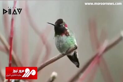 ویدیویی پربازدید از پرنده‌ای که در هر دقیقه ۶۲ بار رنگ عوض می‌کند + فیلم