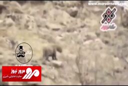 هجوم سگ‌ها به گونه رو به انقراض پلنگ ایرانی + فیلم