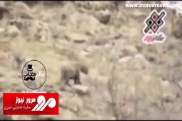 هجوم سگ‌ها به گونه رو به انقراض پلنگ ایرانی + فیلم