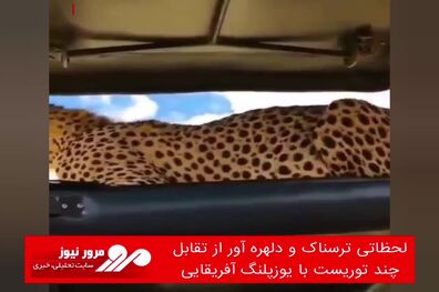 لحظاتی ترسناک و دلهره آور از تقابل چند توریست با یوزپلنگ آفریقایی 