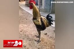 اجرای جالب خروس آواز خوان در ترکیه + فیلم