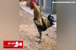 اجرای جالب خروس آواز خوان در ترکیه + فیلم