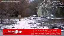گشت‌زنی پلنگ ماده در جنگل‌های سوادکوه مازندران