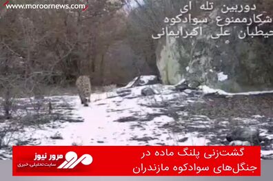 گشت‌زنی پلنگ ماده در جنگل‌های سوادکوه مازندران