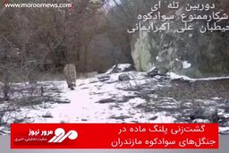 گشت‌زنی پلنگ ماده در جنگل‌های سوادکوه مازندران