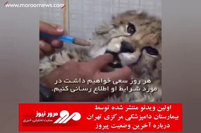 اولین ویدئو منتشر شده توسط بیمارستان دامپزشکی مرکزی تهران درباره آخرین وضعیت ⁧پیروز