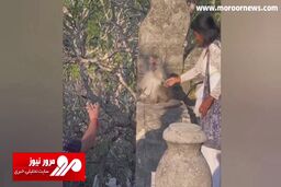لحظه عجیب سرقت میمون از یک مرد + فیلم