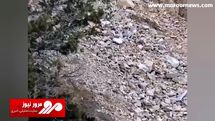 صحنه جذاب شکار بزکوهی توسط پلنگ ایرانی + فیلم