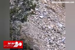 صحنه جذاب شکار بزکوهی توسط پلنگ ایرانی + فیلم