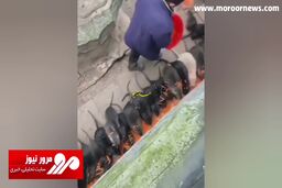 ویدیوی باورنکردنی از انبار پرورش موش‌های غول‌پیکر در تایوان! + فیلم