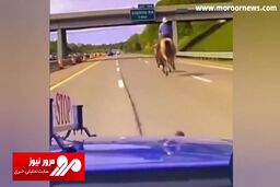 لحظه کمک گرفتن پلیس آمریکا از یک گاوچران برای به دام انداختن گاو فراری! + فیلم