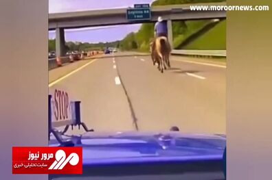 لحظه کمک گرفتن پلیس آمریکا از یک گاوچران برای به دام انداختن گاو فراری! + فیلم