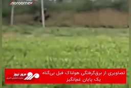 تصاویری از برق‌گرفتگی هولناک فیل بی‌گناه؛ یک پایان غم‌انگیز