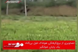 تصاویری از برق‌گرفتگی هولناک فیل بی‌گناه؛ یک پایان غم‌انگیز
