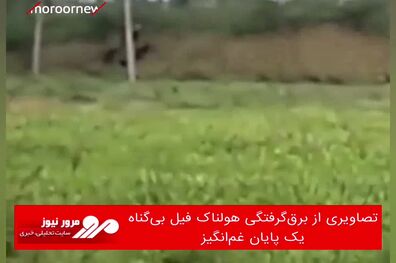 تصاویری از برق‌گرفتگی هولناک فیل بی‌گناه؛ یک پایان غم‌انگیز