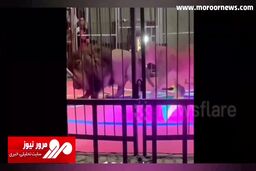 لحظاتی ترسناک از هجوم یک شیر برای خوردن مربی خود در چین + فیلم