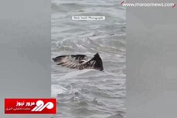 لحظه شکار یک ماهی توسط عقاب تیزچنگال از دل اقیانوس + فیلم