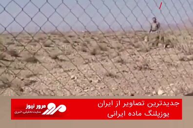 جدیدترین تصاویر از «ایران» یوزپلنگ ماده ایرانی