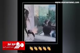 تشویق یک زن جوان توسط گوریل بعد از تقلید حرکات! + فیلم