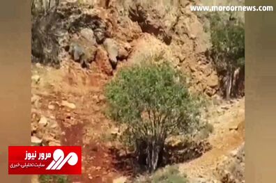تصاویر جالب از گردش خانواده خرس قهوه‌ای در منطقه حفاظت شده + فیلم